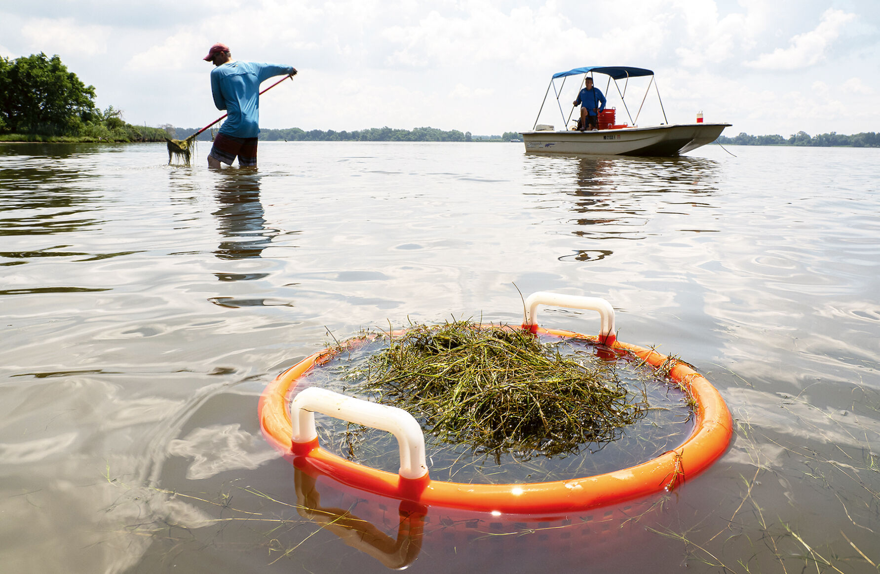 Collecting Bay grass seeds on Wye River, MD